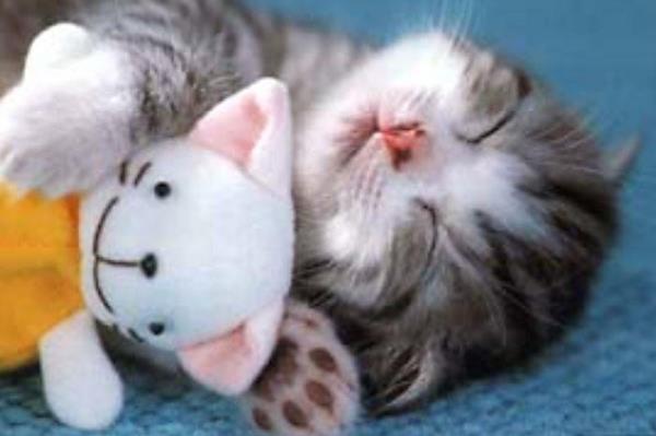 Hayvanlar da insanlar gibi rya gryorsa ryalarnda ne grr, nerelere giderler ? Kediler, kular, kpekler ve dier canllar uyku srasnda nasl incelenebilir ?