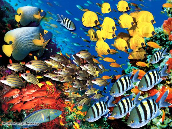 Yine yaplan aratrmalara gre muhtemelen balklarda rya grmyor, fakat dier omurgallar byk ihtimalle rya gryorlar