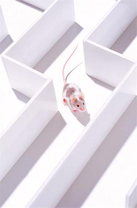 yle ki nronlarn aktivitesi takip edilerek sanlarn ryalarnda labirentin hangi noktasnda olduklar grlebiliyordu.