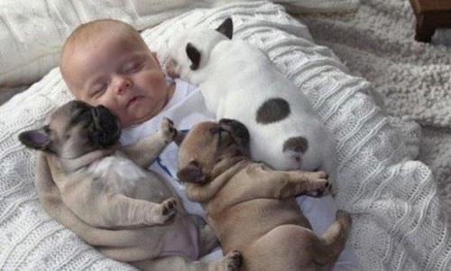 1960&#8217;larda uykunun REM aamasnda (hzl gz hareketlerini ieren safha) insanlarn ilgin hareketler yaptklar tespit edilmiti. Uyku srasnda kaslarn genellikle fel olduu sanld iin ilgin bir bulguydu bu.