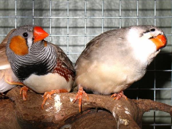 Uyank olduklarnda terken kardklar notalara gre n beyinlerindeki hcreler belli elektrik akmlar oluturuyor. Aratrmaclar bu akmlara bakarak hangi notann ktn tespit edebiliyor.