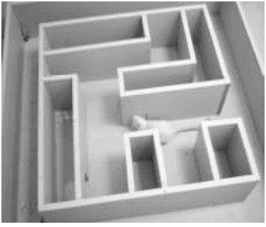 2007&#8217;de Massachusetts Teknoloji Enstits&#8217;nde (MIT) iki aratrmac, bir sann beyninde hafzann olutuu ve kodland hipokamps blgesindeki sinir hcrelerinin (nronlar) uyku srasnda aktif halde olduunu tespit etti. Daha nce sanlar labirentte dolarken de ayn aktivite gzlenmiti.