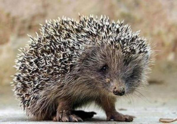 Kirpiler suda batmaz.