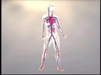nsan vcudunda bulunan damarlarn uzunluu yaklak 100 bin kilometredir.
