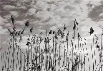 Tek bir avdar tohumu, 640 kilometre uzunluunda kk verebilir.