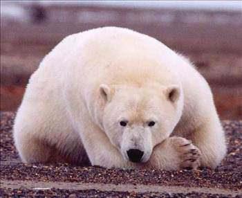 effaf tyleri olan kutup aylarnn kzl tesi kameralarla fark edilmesi ok zordur.