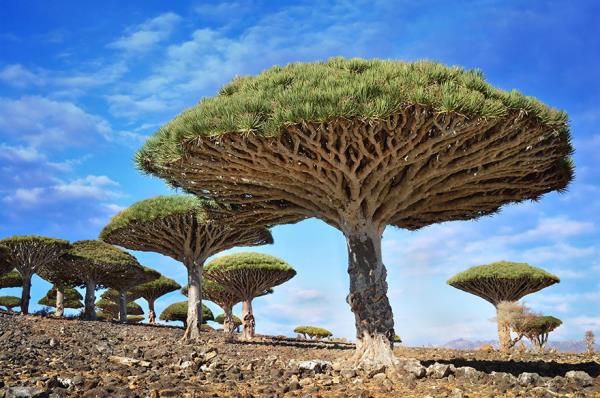 21. Dragonblood Aalar Yemen