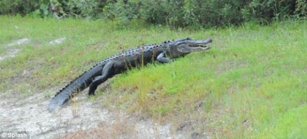Timsahmz yeil imenlerin zerinde a bir ekilde ortada kalyor. Bu doa oyununu hzyla vaak kazanyor.