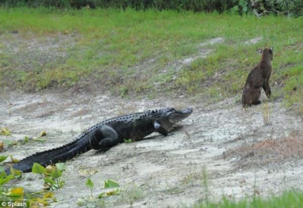 Timsah avn sessizce takim altna alrken, her an bir hamle yapacak gibi grnyor.