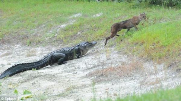 Hzyla tannan vaak aniden tehlikeyi hissedip srayarak kamaya balyor. Hikayenin sonu ise...