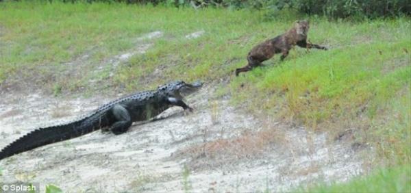 Av, bu karede ilk kez timsahn peinde olduunu fark ediyor, stelik tam yakalanmak zereyken...