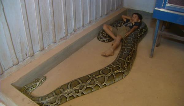 Bir insan rahatlkla yutacak gce sahip olan ylan, kk ocukla birlikte uyuyor.