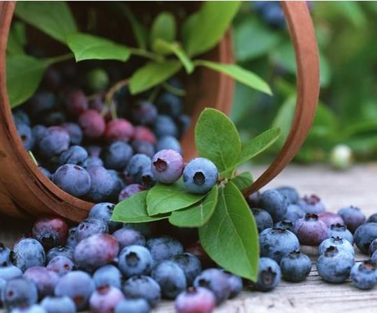 Yabanmersini: Gzleri korur, yksek kan ekerini azaltr.