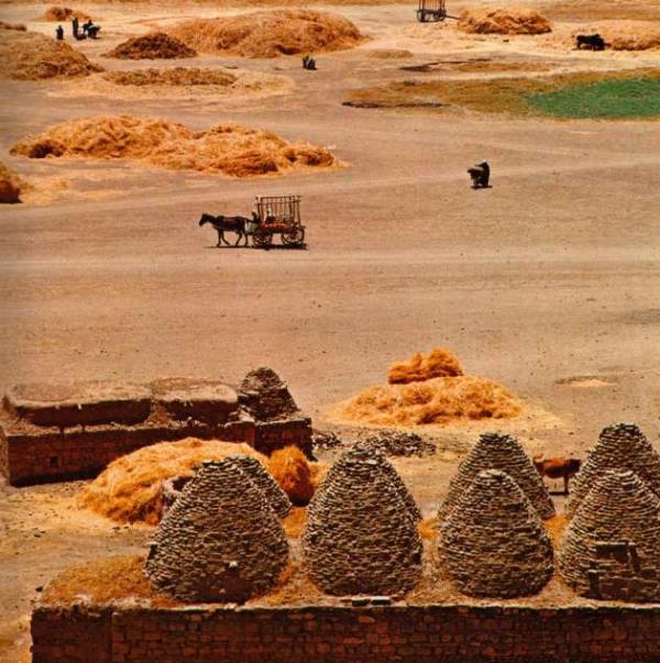 Harran'da bir harman yeri