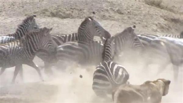 Kendisinden iki kat byk zebray bir trl devirmeyi baaramayan aslan, avnn kendisini srmasyla neye uradn ard.