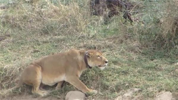 Vahi doada hayatta kalmak zor. Av ve avc konumundaki canllar arasndaki mcadelelerde zaman zaman insanolunu artan olaylar gerekleebiliyor.