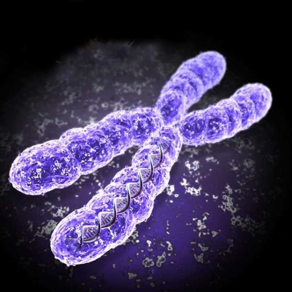Kromozomlar: Erkek ve diilerde toplam 46 kromozom vardr. Bunlarn yars babadan, yars anneden gelir. Bu 46 kromozomun iinden iki tane cinsiyet hormonu vardr ki; bu erkekte XY, kadnda XX olarak bulunur.