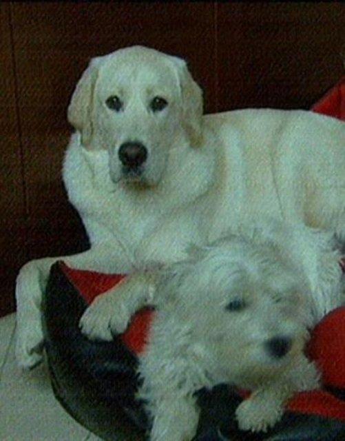 Evin asl sahibinin kpekleri olduunu syleyen Ferhat Ger, onlar iin de zel bir blm hazrlam evlerinde...