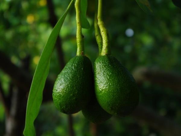 Ya bakmndan zengin olmas bir kusur gibi grlse de aslnda avokado yann nemli bir ksm tekli doymam zararsz yalardr.