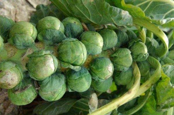 Brokoli ve Brksel lahanas: htiva ettii sulforafan ile anti-aging yiyecekleri arasndaki yerini st sralarda yaz aylarnda da muhafaza etmektedir.