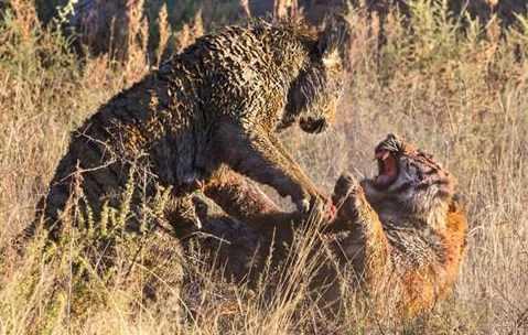 ki erkek kaplann kan revan iinde kald lmcl sava Alman fotoraf tarafndan safari turunda grntlendi..