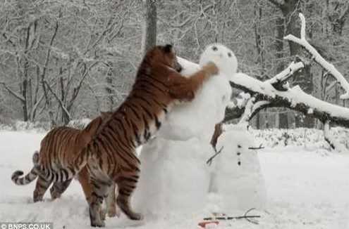 "Bir kaplan tarafndan yenilmek nasl bir ey" diye merak ediyorsanz bu grntleri grmekte fayda var
