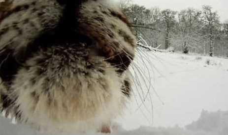 Kardan adamn iindeki kamera ise kaplanlarn aznn iine varana kadar kaydetti.