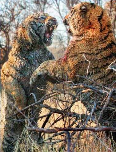 Neyse ki kaplanlarn her ikisi de hayatta kald.