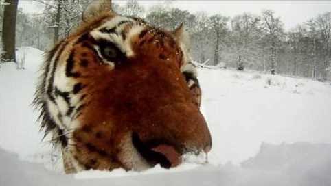 ngiltere'de bir safari parknda iinde kamera olan kardanadama saldran kaplann grnts korku yaratt.