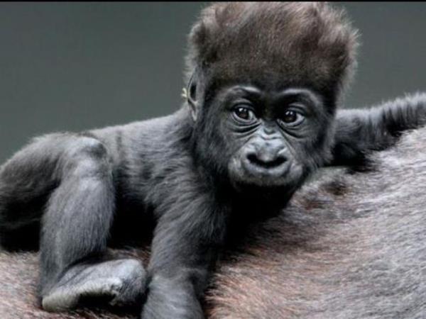 Goril Bir baka nesli tehlikede olan hayvan da gorillerdir. Ama Afrika&#8217;daki baz kabileler bunu umursamadan, gorilleri ve hatta empanzeleri avlayp yemeye devam ediyor. Goril etinden yemek yapmak, Afrika&#8217;da ok eski bir gelenektir.