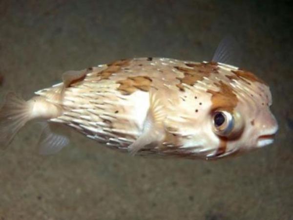 Kirpi Bal lmcl bir zehire sahip olan kirpi bal, baz insanlar tarafndan afiyetle yenmektedir. Genellikle zehirsiz blgeleri yenen bala, biraz zehirli blgesinden de eklenerek mayho bir tat oluturulmaktadr.