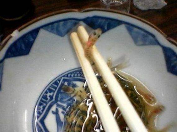 te insanolunun yedii en tuhaf hayvanlar bunlar...