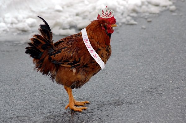 Krklareli / Gelin yerine tavuk   <br>  Krklareli'nde dn gn erkek taraf kz evine gelin almaya gittiinde yannda canl tavuk gtrr ve gelinin evine/bahesine brakr.