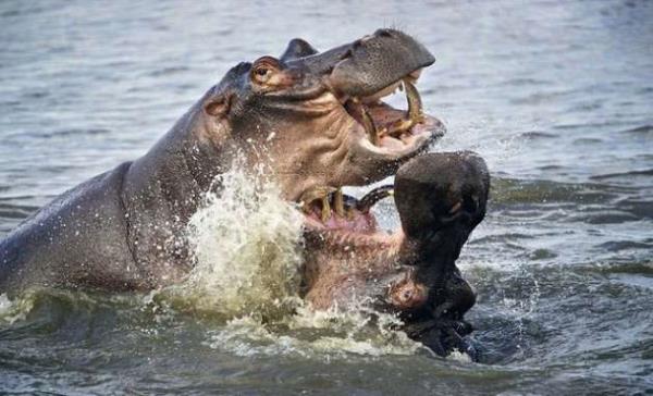 lmcl bir delloya giren bu suaygrlarndan gen olan kavgay kazanyor ve zaferini ilan ediyor.