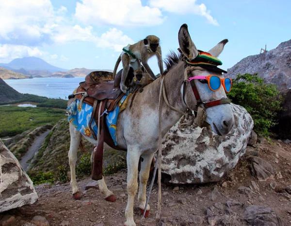 14. Brezilya<br>  Brezilya'da, atlarn ve eeklerin, k.larna bez balanmadan ehirlere sokulmalar ciddi bir su.
