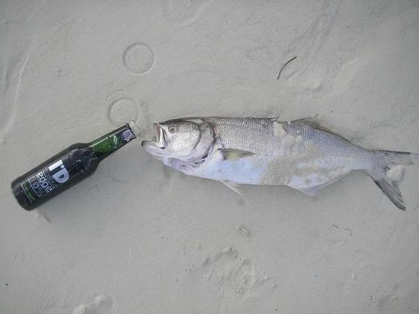 10. Amerika<br>  Ohio'da, nedendir bilinmez ama balklar sarho etmek, ciddi bir su. in anlalmaz taraf, byle bir eyi; kimin neden isteyeceidir.