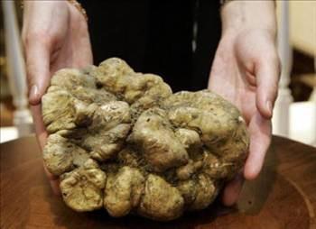 Beyaz trf mantar Beyaz trf mantar dnyadaki en pahal mantar olarak bilinir.