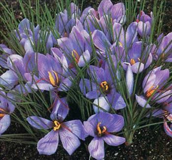 Yarm kilogram safran 80.000 iekten karlabilir. Olduka fazla kaynak ve iilik gerektirdii iin bu baharatn fiyat 500 dolar ile 5 bin dolar arasnda deimektedir.