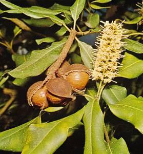 Macadamia Dnyann en pahal fnd &#8216;Macadamia&#8217; fnddr. Olduka sert kabuunun altnda yzde 80 ya ile yzde 4 eker oranyla kaymak tadnda bir z bulunuyor