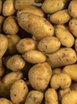 La Bonnotte patatesi Dnyann en pahal patatesi Fransz &#8216;La Bonnotte&#8217; patatesidir. Deniz kenarnda bulunan blgelerde deniz yosunu ile ekilerek retilir.