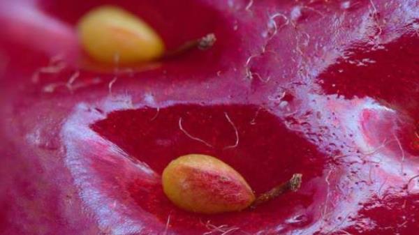 Bir ilek tanesindeki iki tohum