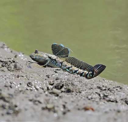 amur zpzp  <br>amur zpzplar yzgelerini kullanarak suyun dnda hareket edebilirler.