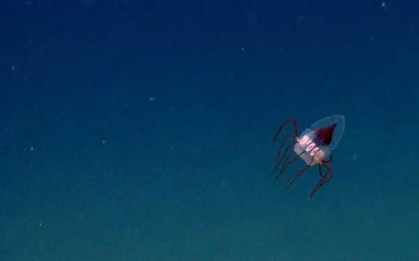 Derin deniz denizanas  <br>2013 ylnda NOAA Okeanos Explorer tarafndan kefedilen ilgin bir denizanas tr.