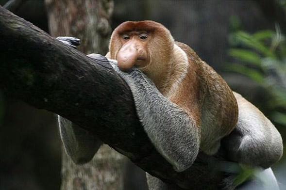 Uzun Burunlu Maymun<br>  Gney Amerika'nn sulak ormanlarnda rastlanan uzun burunlu maymunlar <br>koku almaya duyarl iri burunlaryla dikkat ekerler.