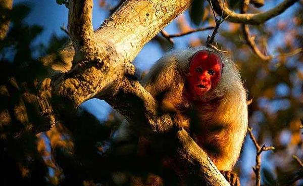 Kel uakari<br>  Kel uakari maymunlar iin parlak krmz yz, salkl olmann iaretidir. Bu hayvanlar elerini seerken buna dikkat ederler. Genellikle Brezilya ve Peru'da suya yakn yerlerde yaarlar.