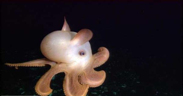 Fil kulakl ahtapot:<br>  'Dumbo' lakapl bu ahtapotun sarkk kulaklar, okyanus tabannda yiyecek bulmasna olanak tanyor.