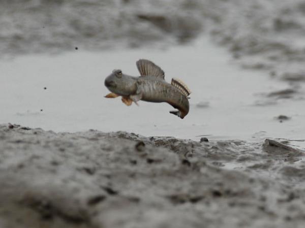 Deniz ekildike ortaya amur kyor.
