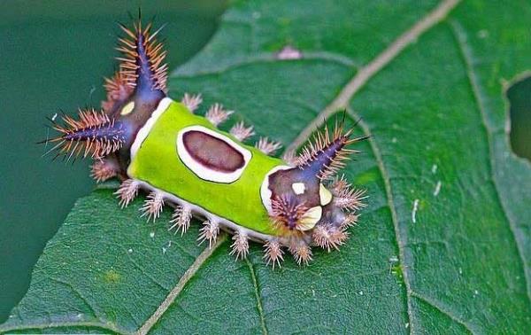 Semer srt trtl<br>  Bu irin yaratk kelebek oluncaya kadar yrtclardan korunmak iin rahatsz edici bir zehir salglar.