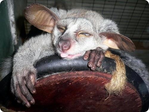 Galago<br>  Dorudan doruya arkasn grebilir: Gaago'nun vcudu ynms sk tyl bir krkle kapl, tyl kuyruu ise vcudundan biraz uzundur.