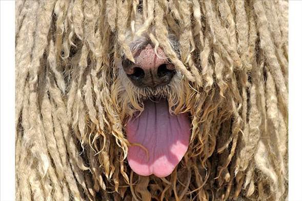 Komondor Kpei<br>  Issz ve uzak blgelerde kullanlan tipik bir sr koruma kpeidir.